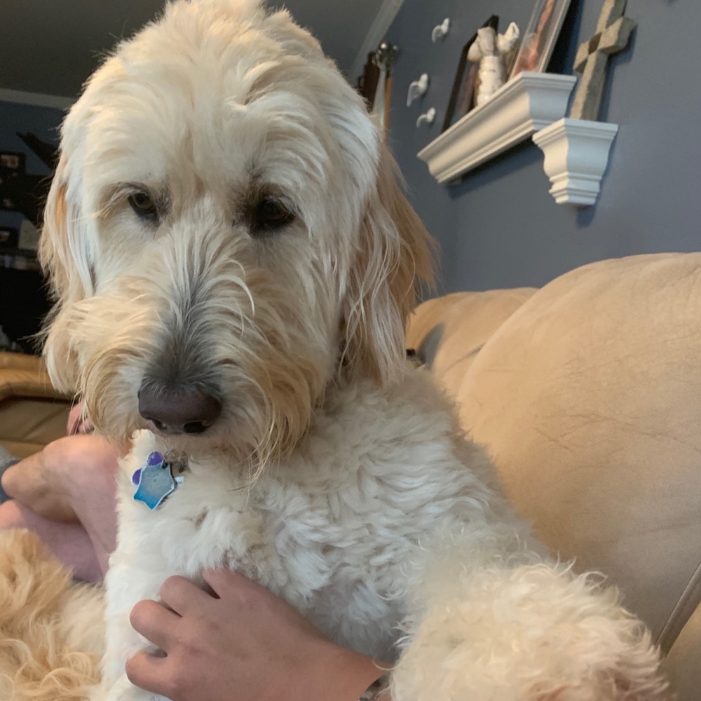 Meet your Posher, Ella